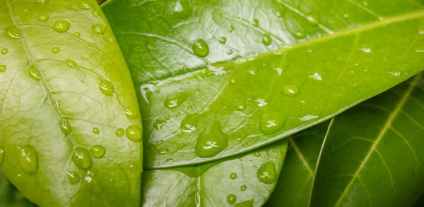 Vollbild Nahaufnahme Von Einigen Grünen Frischen Nassen Blättern — Stockfoto