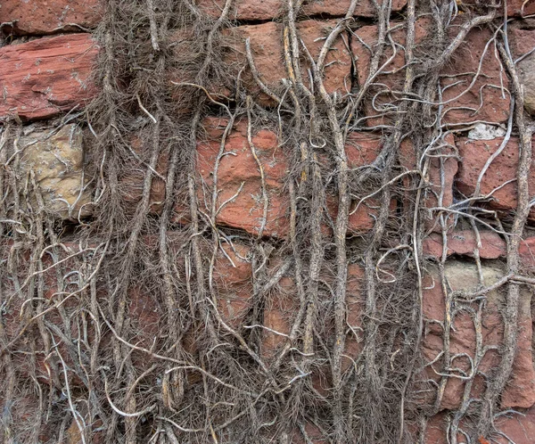 被缠结的攀爬植物茎覆盖的旧砂岩墙 — 图库照片