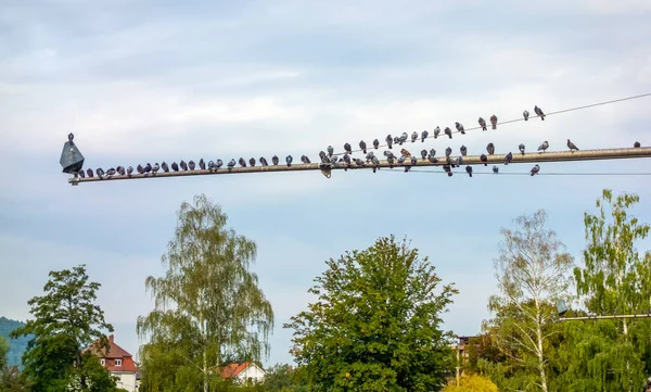 Lots Pigeons Resting Side Side Horizontal Pole — Stock Photo, Image