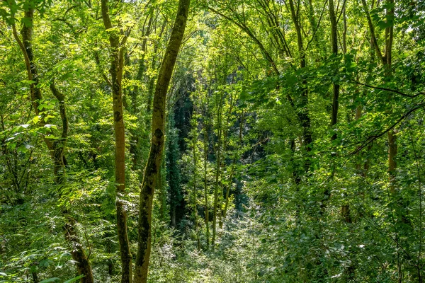 Plein Cadre Végétation Dense Forêt Verte Heure Été — Photo