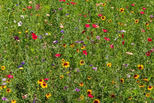 夏の光輝く色とりどりの野の花の草原の完全なフレームの詳細ショット — ストック写真