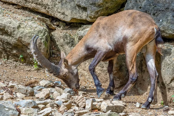 Steinböcke Auf Einer Felsformation Zur Sommerzeit — Stockfoto