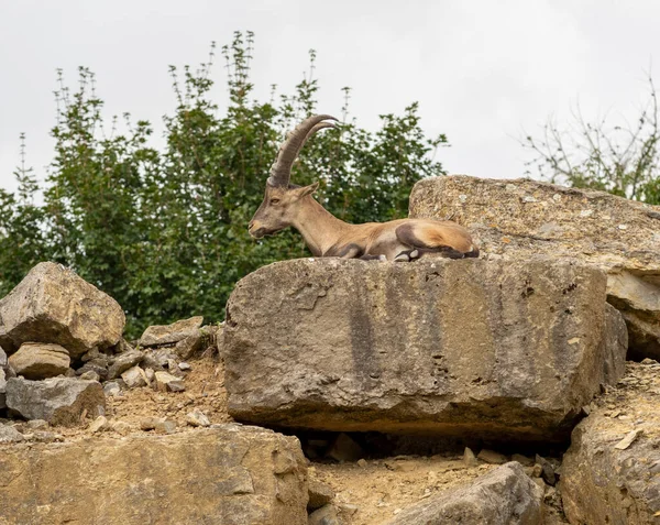 Steenbok Rustend Een Rotsformatie Zomer — Stockfoto