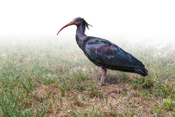 Łysy Północny Ibis Gradient Izolowany Kolorze Białym — Zdjęcie stockowe