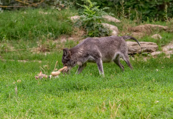Loups Jouant Dans Dos Naturel Heure Été — Photo