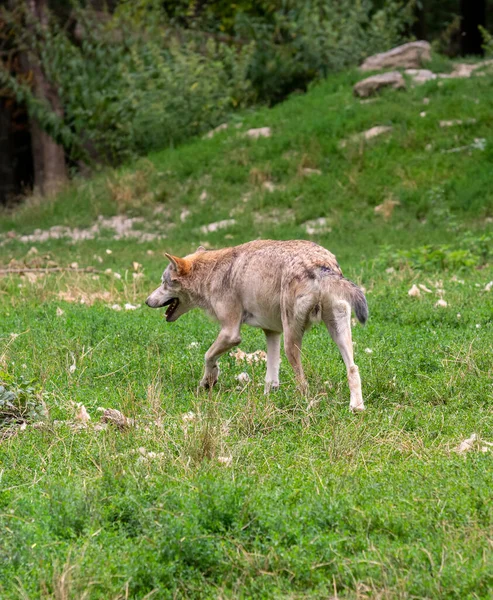 Loup Dans Dos Naturel Heure Été — Photo