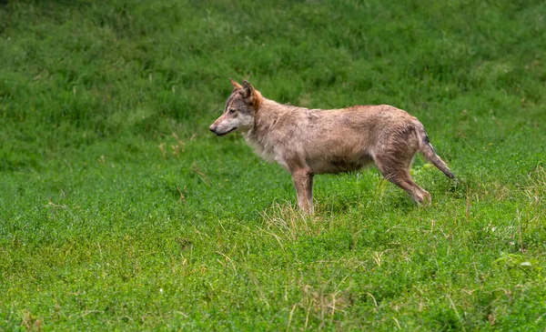 Wolf Zurück Der Natur Zur Sommerzeit — Stockfoto