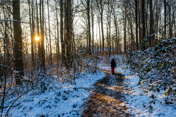 Floresta Iluminada Ensolarada Inverno Com Footpath Hora Noite — Fotografia de Stock