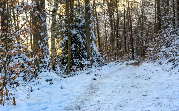 Caminho Pedestre Uma Floresta Inverno Noite — Fotografia de Stock