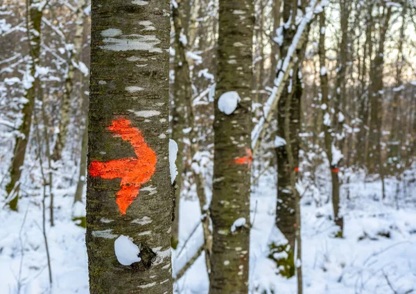 Markerade Stammar Vinterskog Kvällen — Stockfoto