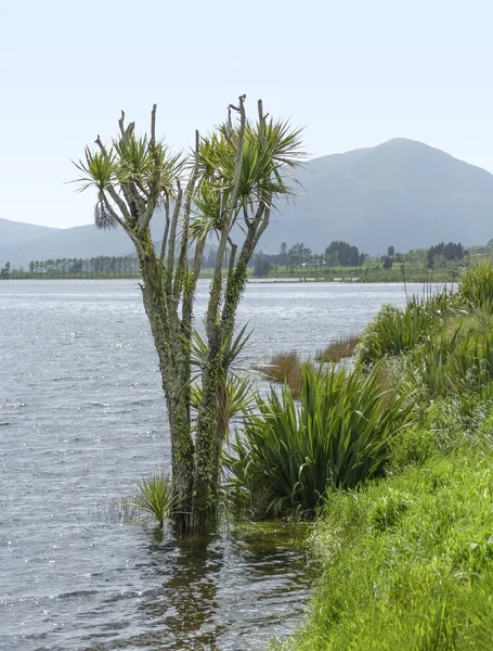 Impresión Natural Alrededor Del Lago Poerua Nueva Zelanda —  Fotos de Stock