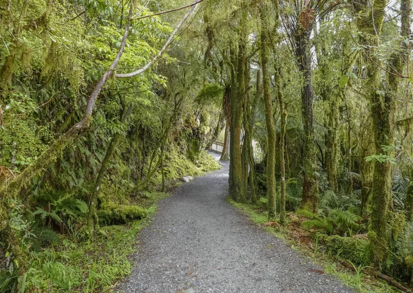 Loopbrug Rond Lake Matheson Het Zuidereiland Nieuw Zeeland — Stockfoto