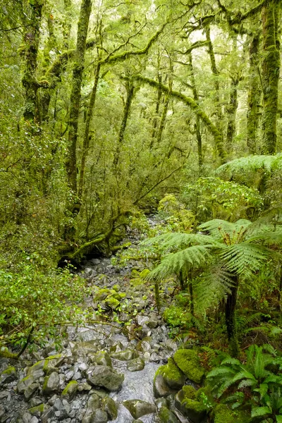 Gęsta Roślinność Wokół Jeziora Gunn Nowej Zelandii — Zdjęcie stockowe