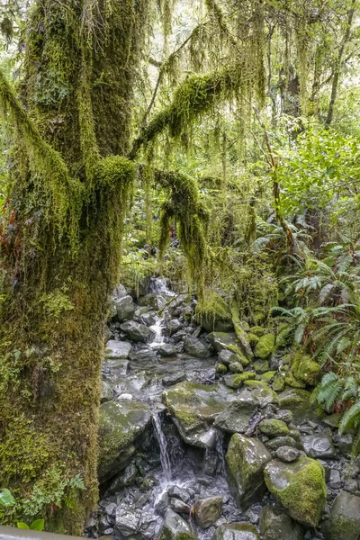 Dense Scenario Vegetale Intorno Lago Gunn Nuova Zelanda — Foto Stock