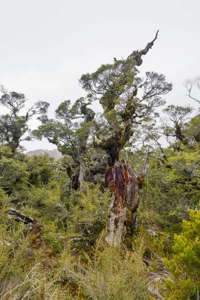Vegetation Landskap Runt Key Summit Track Sydön Nya Zeeland — Stockfoto