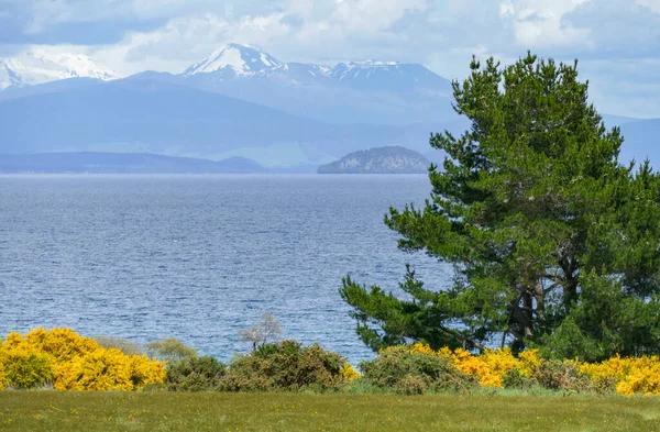 Paisaje Soleado Lago Taupo Isla Norte Nueva Zelanda — Foto de Stock