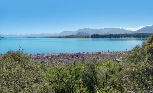 Riparian Scenery Including Lots Lupine Flowers Lake Pukaki South Island — Stock Photo, Image