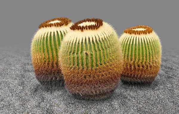 Cactus Sur Sol Graveleux Partiellement Isolés Dans Dos Grex — Photo