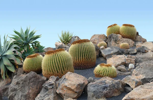 Cactus Vistos Lanzarote Una Isla Canarias Océano Atlántico — Foto de Stock