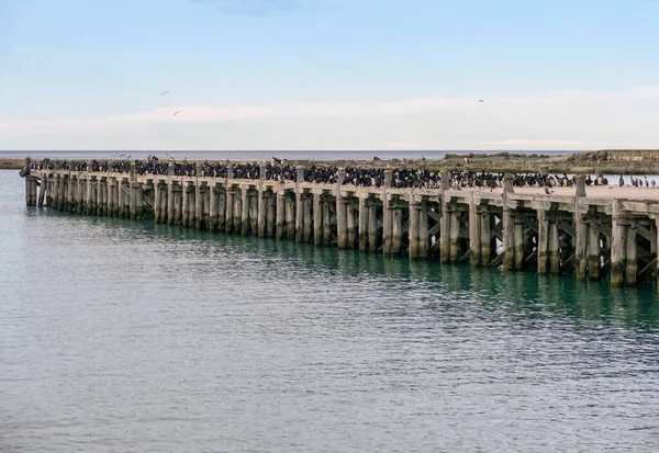 Αποικία Otago Shag Στο Sumpter Wharf Στο Oamaru Στη Νότια — Φωτογραφία Αρχείου