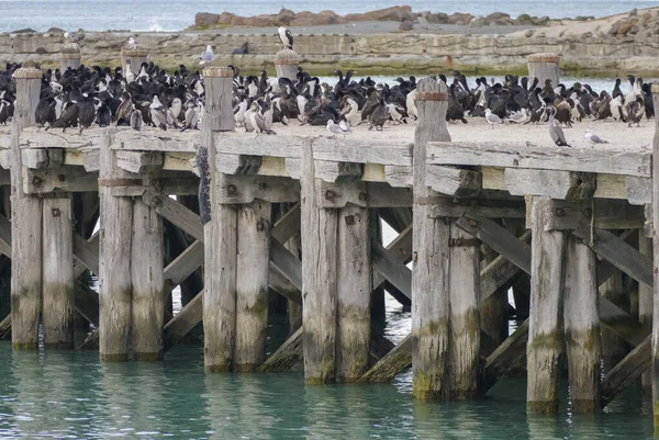 Otago Follar Colonia Sumpter Wharf Oamaru Isla Sur Nueva Zelanda —  Fotos de Stock