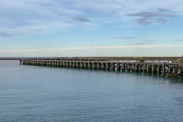 Αποικία Otago Shag Στο Sumpter Wharf Στο Oamaru Στη Νότια — Φωτογραφία Αρχείου