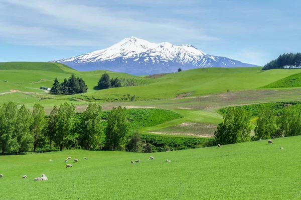 Soleado Paisaje Idílico Alrededor Del Monte Ruapehu Isla Norte Nueva — Foto de Stock