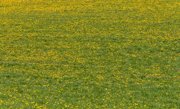 Prado Incluindo Muitas Flores Dente Leão Primavera — Fotografia de Stock