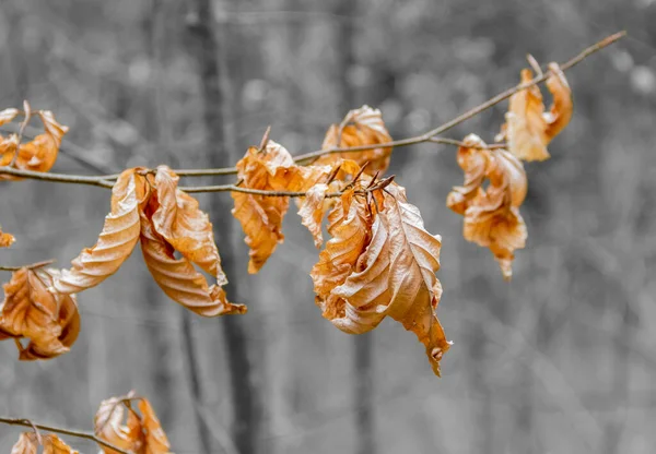 Detail Opname Van Enkele Droge Herfstbladeren — Stockfoto