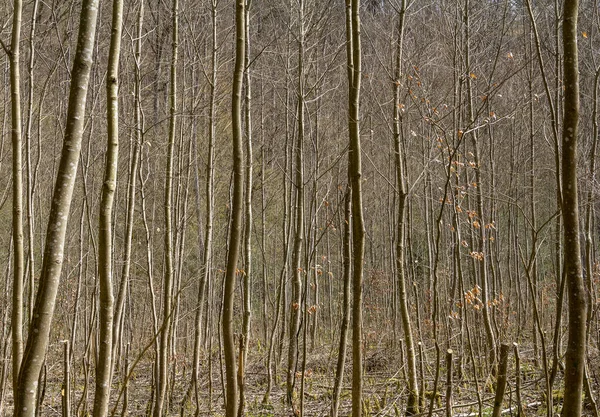 Muitos Caules Árvores Finas Uma Floresta Ambiente Ensolarado Início Primavera — Fotografia de Stock