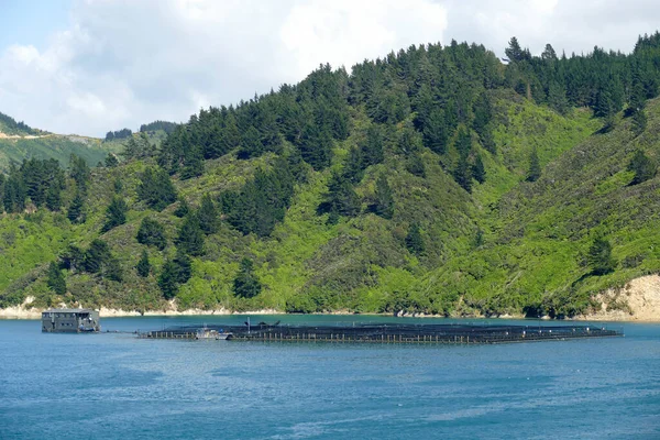 Allevamento Pesci Queen Charlotte Sound Nuova Zelanda — Foto Stock