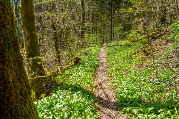 Idilli Gyalogút Erdőben Kora Tavasszal — Stock Fotó