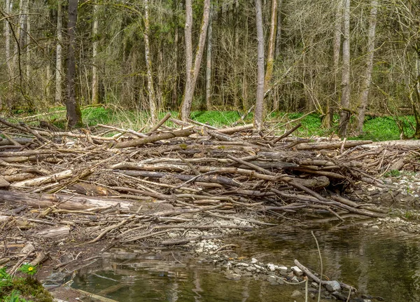 Auenlandschaft Einem Kleinen Fluss Mit Viel Treibholz — Stockfoto