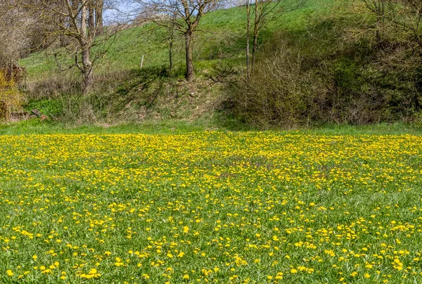 Paisaje Soleado Primavera Con Muchas Flores Diente León Sur Alemania —  Fotos de Stock