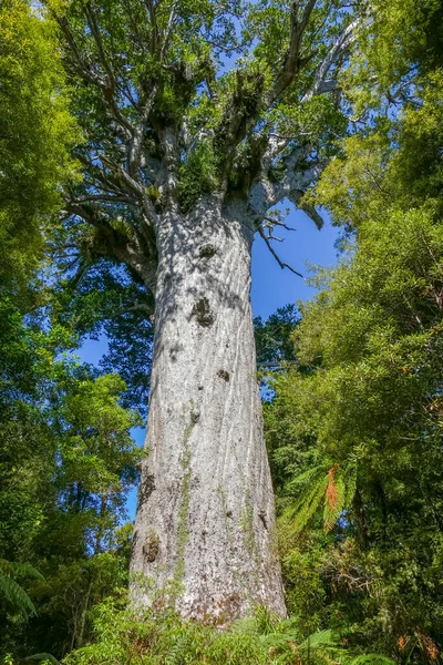 Jättekauri Träd Som Heter Tane Mahuta Eller Gud Skogen Waipoua — Stockfoto