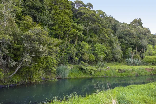 Paisaje Natural Idílico Junto Agua Río Región Auckland Isla Norte —  Fotos de Stock