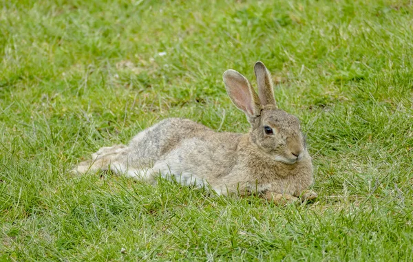 ニュージーランドで見られる緑の草の上で休んでいます — ストック写真