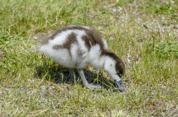 Paradies Entenküken Neuseeland Gesehen — Stockfoto