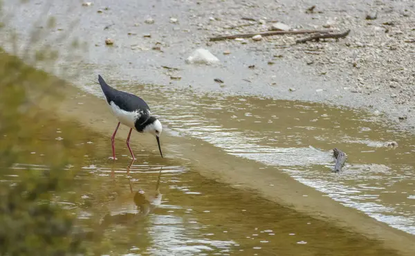 Wading Bird Waiotapu Geothermal Area New Zealand — Fotografia de Stock