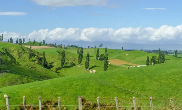 Idyllic Rural Scenery Waikato Region North Island New Zealand — Stock Fotó