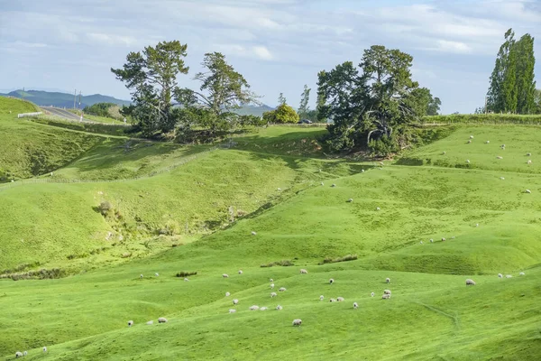 Idyllic Rural Scenery Waikato Region North Island New Zealand — Stockfoto