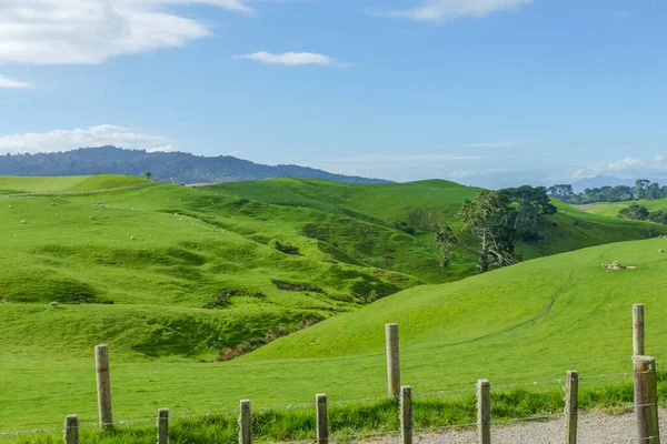 Idyllic Rural Scenery Waikato Region North Island New Zealand — Foto de Stock