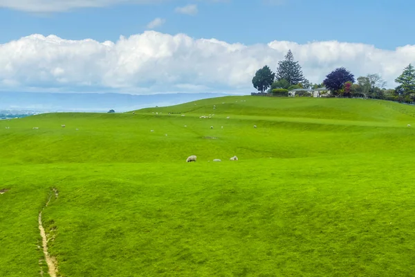 Idyllic Rural Scenery Waikato Region North Island New Zealand — Stockfoto