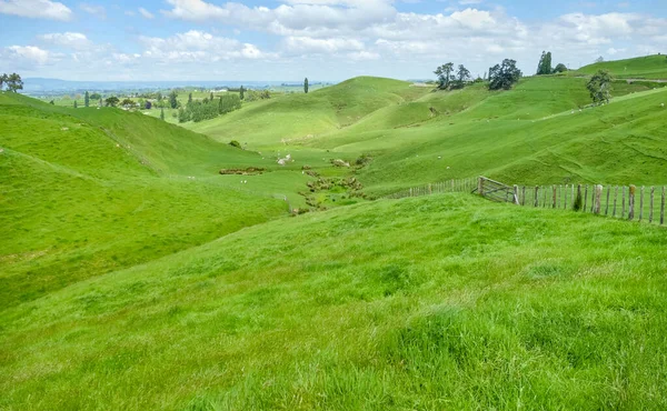 Idyllic Rural Scenery Waikato Region North Island New Zealand — Foto Stock