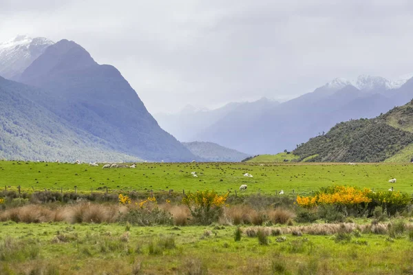 Landscape Dunedin South Island New Zealand — Stock Photo, Image
