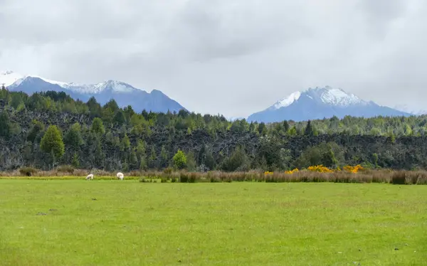 Landscape Dunedin South Island New Zealand — Stockfoto