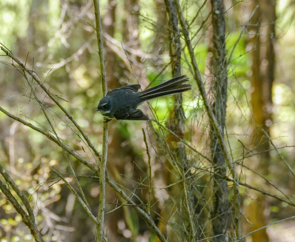 Fågel Som Heter Nya Zeeland Fantasi Naturlig Vegetation Atmosfär — Stockfoto