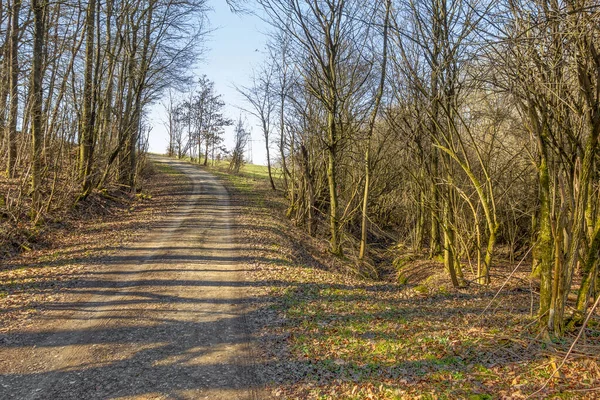 Zonnig Verlichte Bosweg Avonds Hohenlohe Een Gebied Zuid Duitsland — Stockfoto