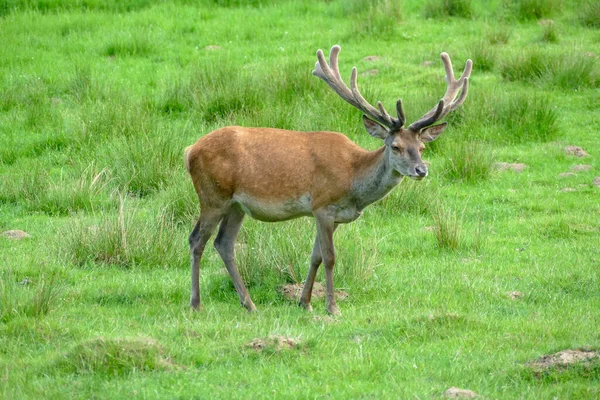 Sideways Shot Deer Natural Green Grassy Ambiance — Stock Photo, Image