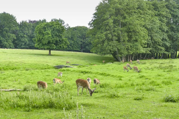Some Deer Grazing Natural Green Grassy Ambiance Seen Northern Germany — Stock Photo, Image